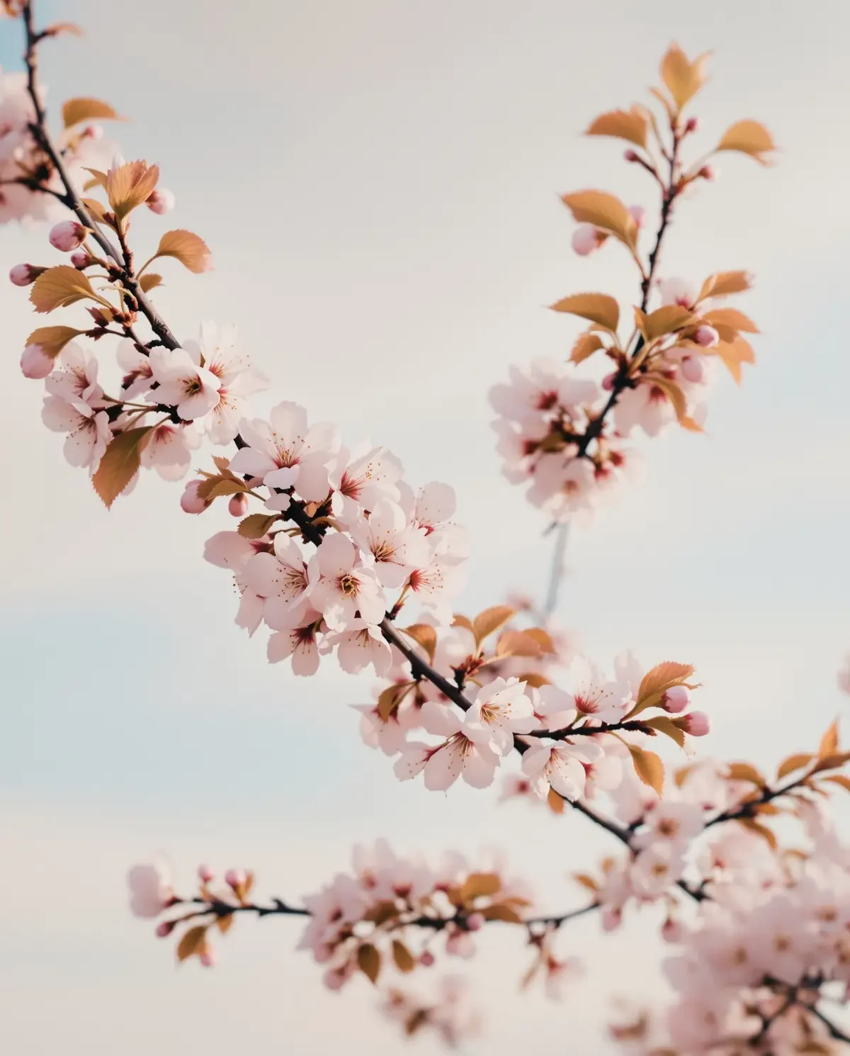 樱花季 照片 1